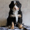 AKC Registered Bernese Mountain Dog For Sale Millersburg, OH Male- Roscoe