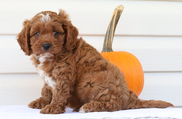 Cavapoo For Sale Holmesville, OH Male- Cody