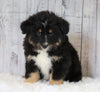 Mini Australian Shepherd For Sale Wooster, OH Male- Zack