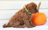 Cavapoo For Sale Holmesville, OH Female- Nellie