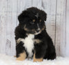 Mini Australian Shepherd For Sale Wooster, OH Male- Zack