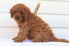 Cavapoo For Sale Holmesville, OH Female- Nellie