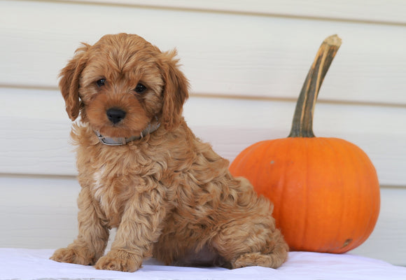 Cavapoo For Sale Holmesville, OH Male- Nicky
