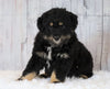 Mini Australian Shepherd For Sale Wooster, OH Male- Tuffy