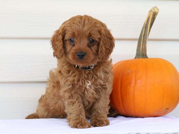 Cavapoo For Sale Holmesville, OH Male- Norton