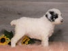 AKC Registered (Standard) Poodle For Sale Baltic, OH Female- Chloe