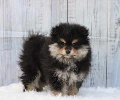 Pomeranian For Sale Fredericksburg, OH Male- Gizmo