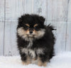 Pomeranian For Sale Fredericksburg, OH Male- Gizmo