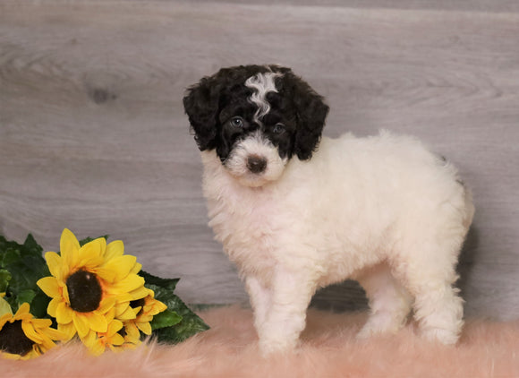 AKC Registered (Standard) Poodle For Sale Baltic, OH Female- Charlene