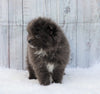 Pomeranian For Sale Fredericksburg, OH Male- Gizmo