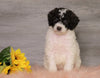 AKC Registered (Standard) Poodle For Sale Baltic, OH Female- Charlene