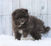 Pomeranian For Sale Fredericksburg, OH Male- Gizmo