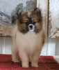 ACA Registered Pomeranian For Sale Millersburg, OH Female- Lorene