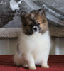 ACA Registered Pomeranian For Sale Millersburg, OH Female- Lorene