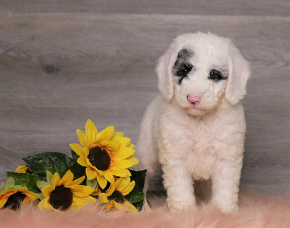 AKC Registered (Standard) Poodle For Sale Baltic, OH Female- Snowy