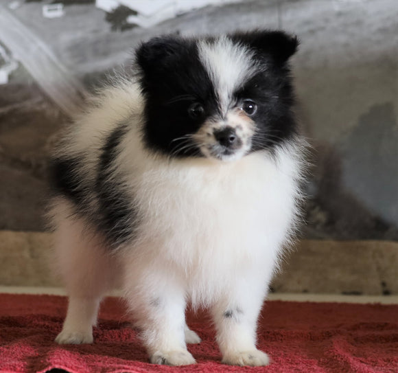 ACA Registered Pomeranian For Sale Millersburg, OH Female- Christena