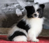 ACA Registered Pomeranian For Sale Millersburg, OH Female- Christena