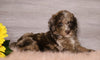 AKC Registered (Standard) Poodle For Sale Baltic, OH Male- Marlo