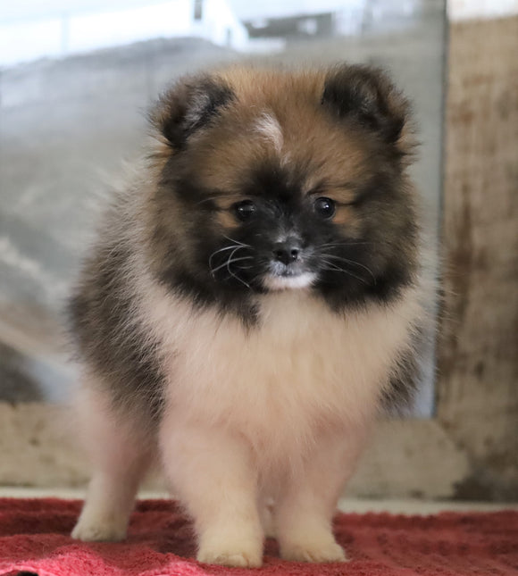 ACA Registered Pomeranian For Sale Millersburg, OH Male- Joel