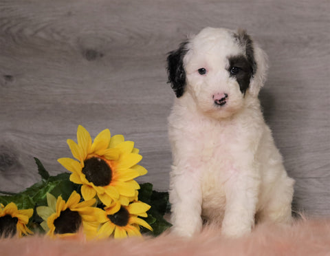 AKC Registered (Standard) Poodle For Sale Baltic, OH Male- Cuddles