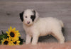 AKC Registered (Standard) Poodle For Sale Baltic, OH Male- Cuddles