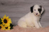 AKC Registered (Standard) Poodle For Sale Baltic, OH Male- Cuddles