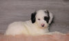 AKC Registered (Standard) Poodle For Sale Baltic, OH Male- Cuddles