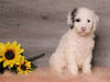 AKC Registered (Standard) Poodle For Sale Baltic, OH Female- Misty