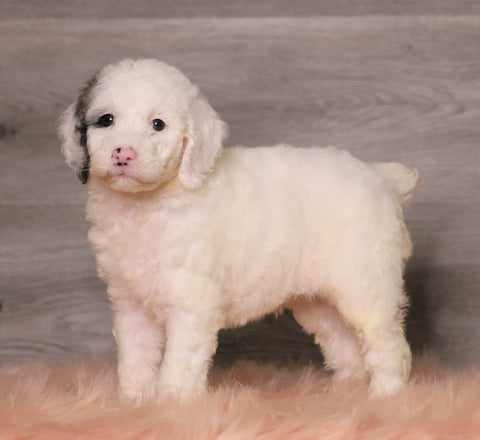 AKC Registered (Standard) Poodle For Sale Baltic, OH Female- Misty