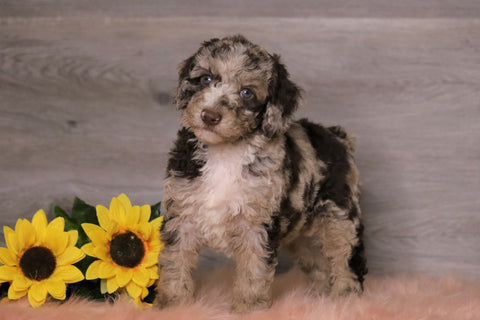 AKC Registered (Standard) Poodle For Sale Baltic, OH Female- Coco