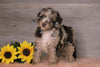 AKC Registered (Standard) Poodle For Sale Baltic, OH Female- Coco