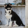 AKC Registered Siberian Husky For Sale Millersburg, OH Male- Joel