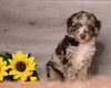 AKC Registered (Standard) Poodle For Sale Baltic, OH Female- Coco