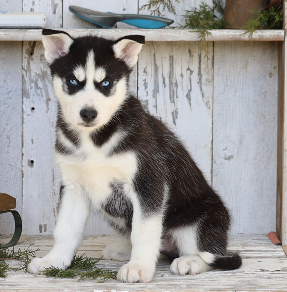 AKC Registered Siberian Husky For Sale Millersburg, OH Male- Jammer