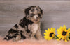AKC Registered (Standard) Poodle For Sale Baltic, OH Female- Coco