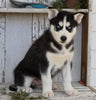 AKC Registered Siberian Husky For Sale Millersburg, OH Male- Jammer