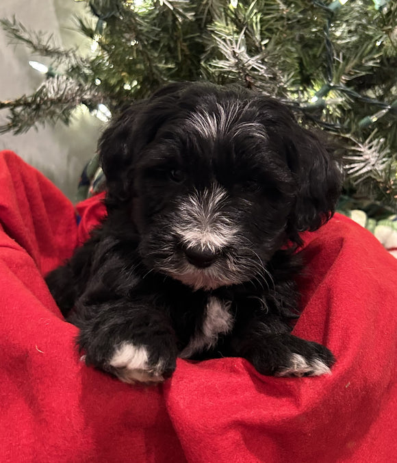 Sheepadoodle For Sale Louisville OH Male-Romeo