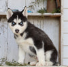 AKC Registered Siberian Husky For Sale Millersburg, OH Male- Master
