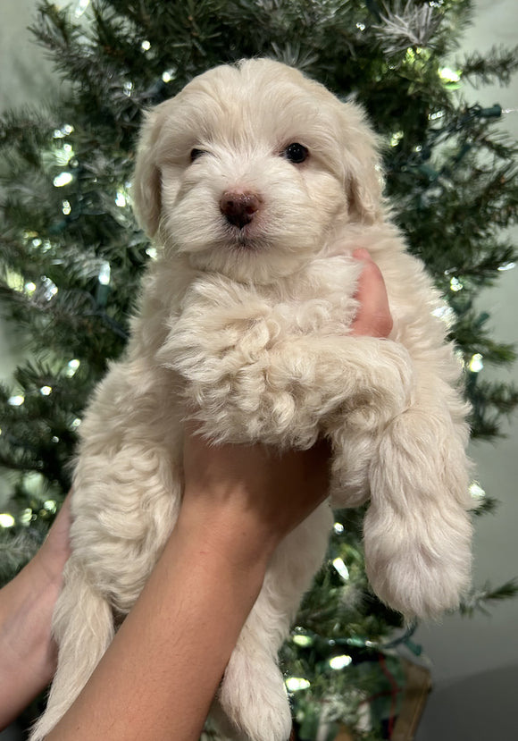 Mini Sheepadoodle For Sale Louisville OH Male-Rudolph