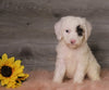 AKC Registered (Standard) For Sale Baltic, OH Female- Zoey