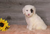 AKC Registered (Standard) For Sale Baltic, OH Female- Zoey