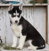 AKC Registered Siberian Husky For Sale Millersburg, OH Female- Trixie