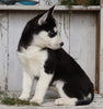 AKC Registered Siberian Husky For Sale Millersburg, OH Female- Trixie