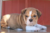 Beabull Puppy For Sale Wooster, OH Female- Susie