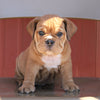Beabull Puppy For Sale Wooster, OH Male- Russel