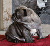 AKC Registered French Bulldog For Sale Millersburg, OH Male- Chester