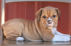 Beabull Puppy For Sale Wooster, OH Female- Karmel