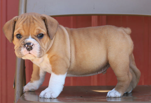 Beabull Puppy For Sale Wooster, OH Male- Turbo