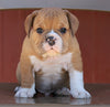 Beabull Puppy For Sale Wooster, OH Male- Turbo