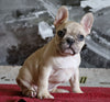 AKC Registered French Bulldog For Sale Millersburg, OH Female- Tootsie